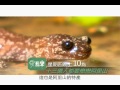 愛玩客 吳鳳14.wmv