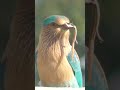 नीलकंठ पक्षी indian roller bird neelkanth bird