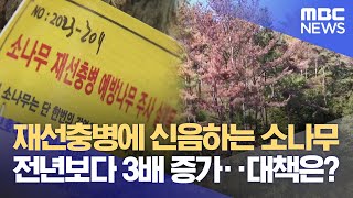 재선충병에 신음하는 소나무 (2023.10.24/뉴스데스크/MBC경남)