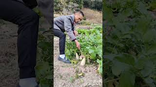 মুলা চুরি || mula churi || #new #funnyvideo || #new #shortvideo #new #viralvideo