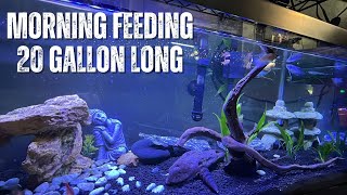 Feeding 20 Gallon Long Fresh Water Fish Aquarium | Betta Fish Tank, Cherry Barbs, Pleco, Kuhlis