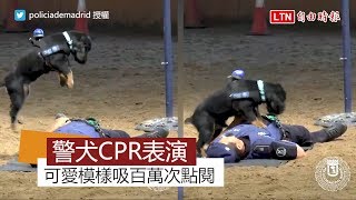 這樣賣萌真的沒問題嗎？　警犬CPR影片融化百萬網友的心