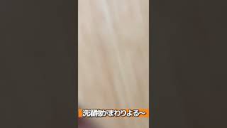 姉のトイレについて行くインコ【ウロコインコのぽぽ】