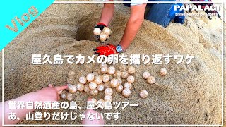 【ダイビング】世界自然遺産・屋久島で卵を移植