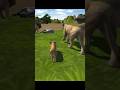 Wild Lion Simulator _ Animals Battle | Wild Animals | Wild Lion | Rkm Gaming |