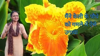 255-केली का पौधा कैसे  उगाते हैं/How to grow canna lily plant #cannalily #कैली #hariyalithevanaspati