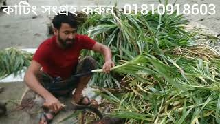 মাত্র ১.৫০ পয়সা মূল্যে স্মার্ট নেপিয়ার ঘাসের কাটিং সংগ্রহ করুন।। Smart nepiyer grass cultivation.