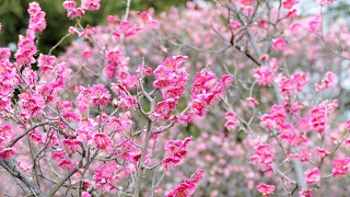 マイ スライドショー　荒山公園の紅梅（２０１７年２月１３日）