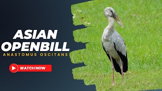 Asian Openbill - Anastomus oscitans #birds #birdsofindia