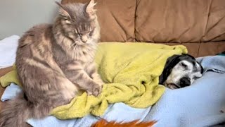 Cat Heals Sick Brother Using The Power Of Kneading Biscuits 😂💕