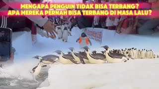 Mengapa PenguinTidak Bisa Terbang? #faktaunik #animals #wildanimals #wildlife #nature #penguin