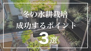 冬の水耕栽培、成功するポイント3選