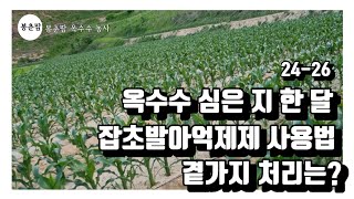 봉춘팜 옥수수농사 | 옥수수 발아억제제 사용법과 곁가지 처리는?