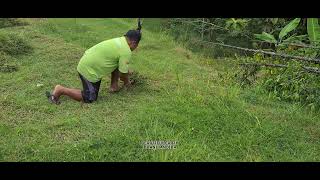 Farmers Gathering Grass in the Fields | Hard Work \u0026 Rural Life in Beautiful Nature