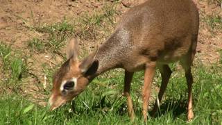 Kirk's Dik-dik (Madoqua kirkii) / Zwergrüssel oder Damara-Dikdik