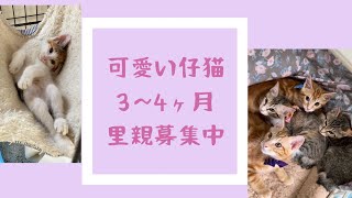 可愛い仔猫3〜4ヶ月　里親募集　#仔猫　#子猫　#保護猫　#野良猫