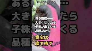 一般的なタニラーの青鬼の増やし方