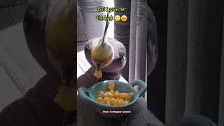 Monty The Naughty Cockatiel and his love for corn. So cute 😂🥰