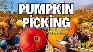 🎃 Pumpkin Picking at The Hayloft Cheshire | Cosy Autumn Vibes, Halloween Trail & Countryside Views 🍂