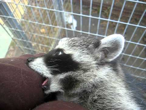 Comforting a scared baby raccoon, Animal Advocates, Mary Cummins Comforting a scared baby raccoon, Animal Advocates, Mary Cummins