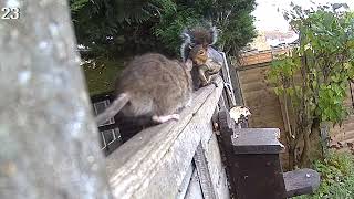 Squirrelcam 3: Rat encounters a squirrel and does a runner!