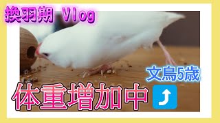 【文鳥5歳1か月⑪】ただいま体重増加中 お腹が空いてよく食べます 現在の尻尾の形も 3代目文鳥ピーちゃん 癒し系動物 Java sparrow