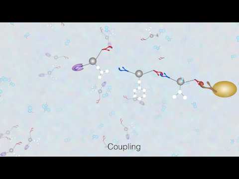 What is a peptide synthesis reaction?