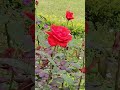 秋バラ「朱王」／japanese rose