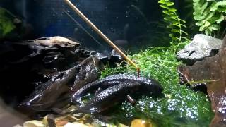 【お魚関連】イモリのお食事タイム（伊勢シーパラダイス／水族館）