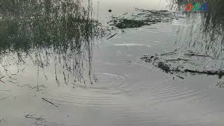 Scenes from Chinook Marsh Restoration Project