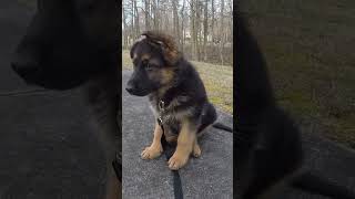 Germany Shepherd Puppy Starts Learning...