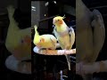 Cockatiel Singing #parrot #cute #cockatiel #cockatielsinging #birds