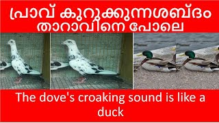 പ്രാവ് കുറുക്കുന്നത് താറാവിനെ പോലെ  PIGEON CROAKING SOUND IS LIKE A DUCK