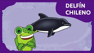 Delfín Chileno | Planeta Darwin | Ciencias naturales