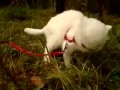 kitten is very shocked after eating grass