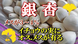 【銀杏】種から育てる イチョウの実に オス♂ メス♀が有る メスが３～４％  拾ってきたイチョウのギンナン、休眠打破の仕方