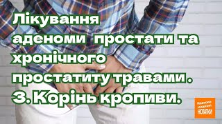 Лікування аденоми простати та хронічного простатиту травами. 3. Корінь кропиви.