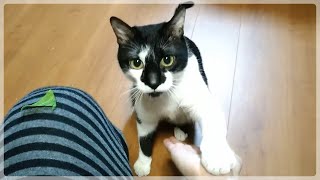 猫、大好物を前にしておすわり・お手をする【天才猫】