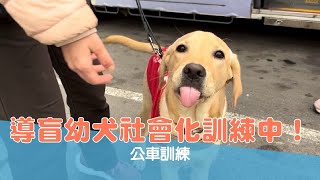 【導盲犬上課趣 Ep.61】導盲幼犬社會化訓練中！公車訓練