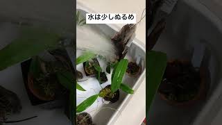 【着生蘭】少しぬるめで水やり