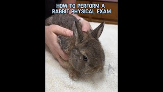 How To Perform A Rabbit Physical Exam: Bunny Health Conditions To Look Out For