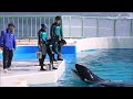 【オーシャンスタジアム緊急閉鎖】ラビーが突然・・・ 鴨川シーワールド シャチ kamogawaseaworld orca killerwhale