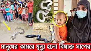 মানুষের কামড়ে মারা গেল বিষাক্ত রাসেল ভাইপার সাপ! কে বেশি বিষাক্ত মানুষ নাকি সাপ   দেখুন অবাক ঘটনা !