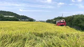 稲刈り機の調子が悪いのでひと休み。/When machine breaks, we break.