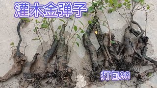 10月4日，小伙今天刚刚从地里拔出来的灌木金弹子，欢迎朋友们打包