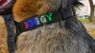 best smart C25 led dog collar with app controlled