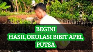 Hasil Okulasi Bibit Apel Putsa