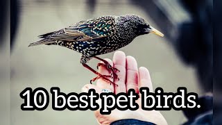 10 Best pet birds to have at home.