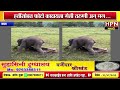 हत्तींसोबत फोटो काढायला गेली तरुणी अन् मग... । viral video । hpn marathi news