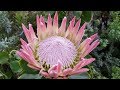 Beautiful Protea Flowers 🌸🌿